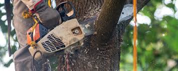 Trusted Kamiah, ID Tree Services Experts