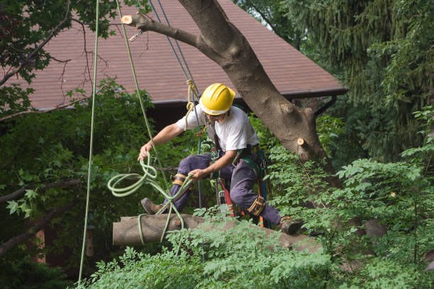 How Our Tree Care Process Works  in  Kamiah, ID