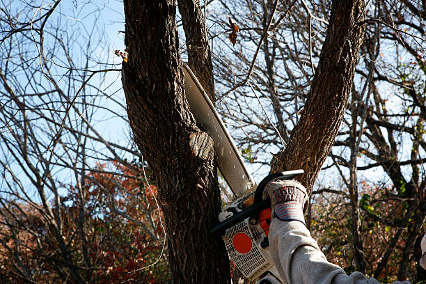 Best Tree Maintenance Programs  in Kamiah, ID